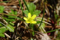 Ranunculus taisanensis