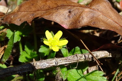 Ranunculus taisanensis