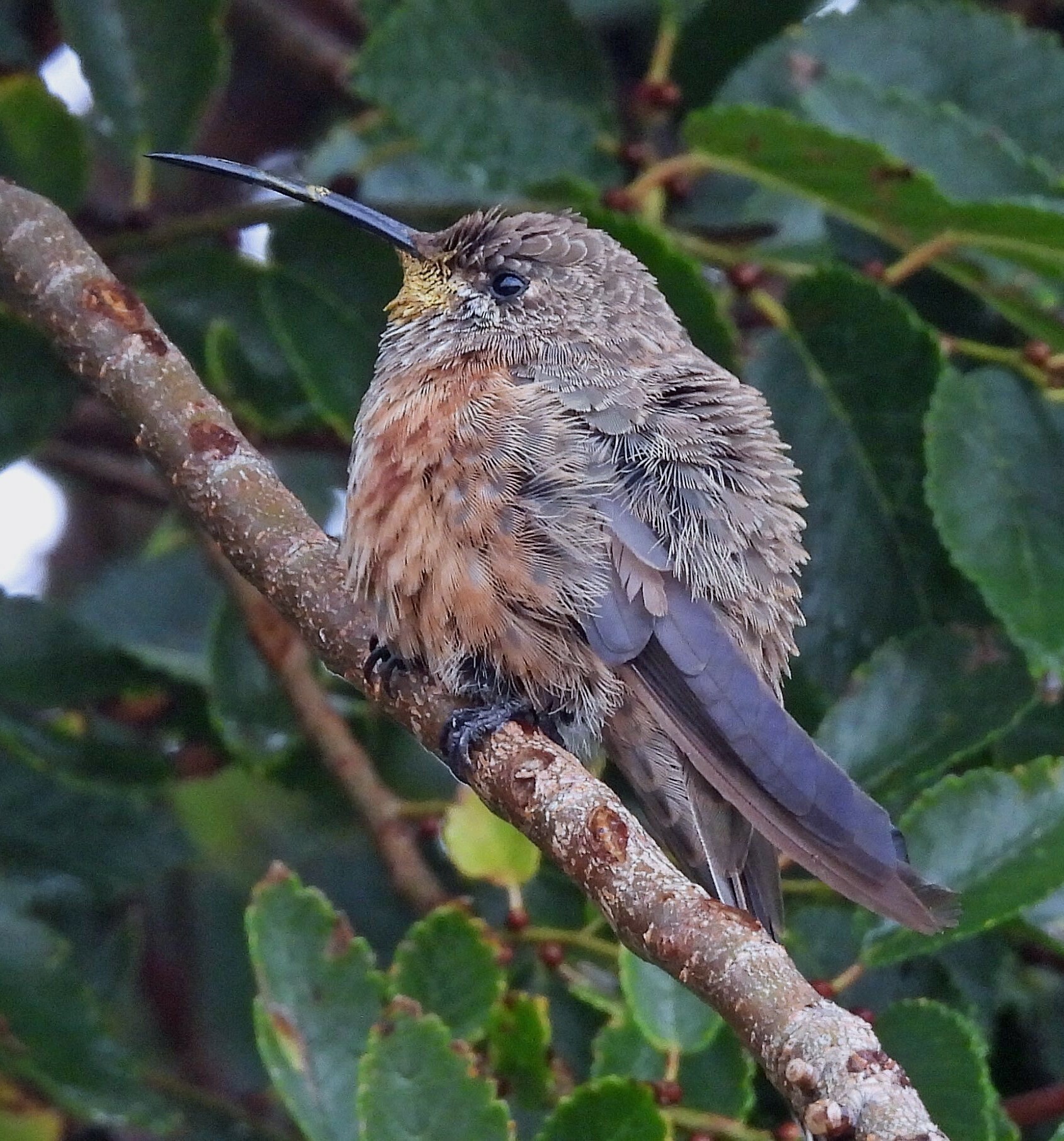 Wedge-tailed Hillstar (Oreotrochilus adela), photo 9
