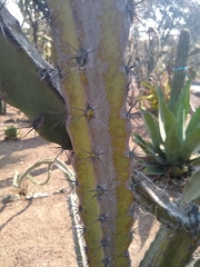 Acanthocereus chiapensis