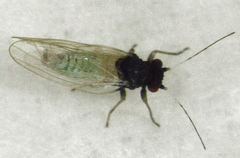 Acizzia solanicola