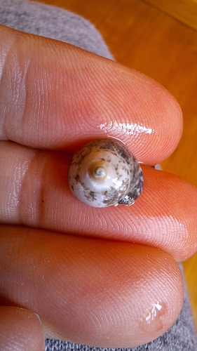 Steromphala varia