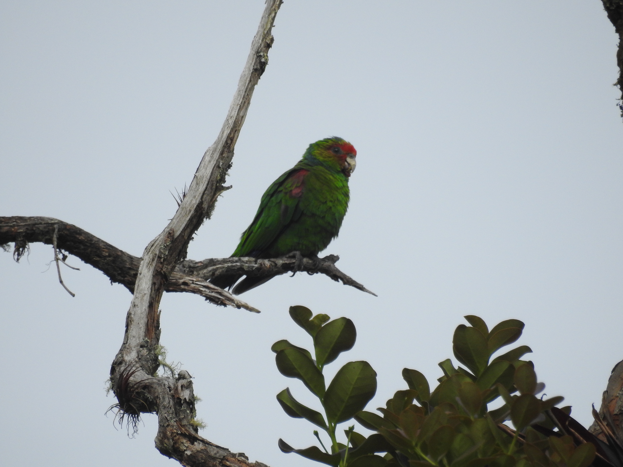 Red-faced Parrot (Hapalopsittaca pyrrhops), photo 4
