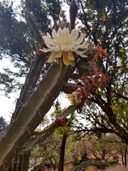 Acanthocereus chiapensis