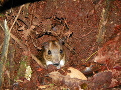 Gardner's Spiny-Rat photo 2