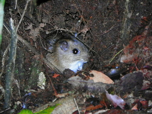 Gardner's Spiny Rat (Proechimys gardneri) — Data Deficient Mammalia
