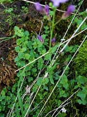 Boechera breweri