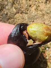 Eugenia candolleana