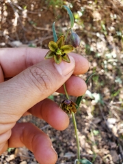 Fritillaria micrantha