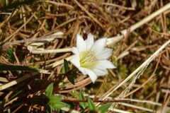 Gentiana flavomaculata