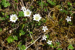 Gentiana flavomaculata