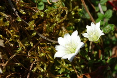 Gentiana flavomaculata
