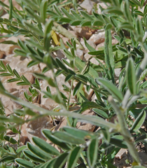 Sophora nuttalliana
