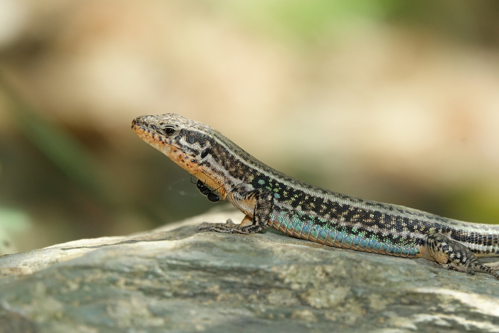 Cretan Wall Lizard