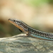 Cretan Wall Lizard - Photo (c) vrufray, some rights reserved (CC BY-NC)