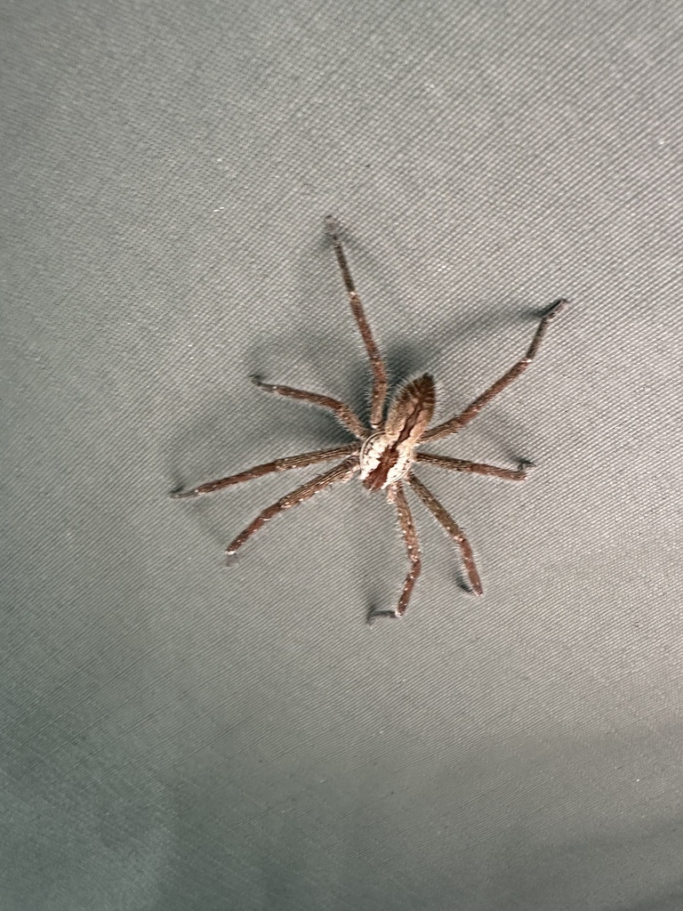 Palystes ellioti