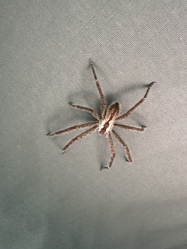 Palystes ellioti