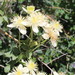 Pipestem Clematis - Photo (c) Teresa Finnern, some rights reserved (CC BY-NC), uploaded by Teresa Finnern