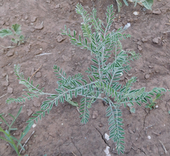 Sophora nuttalliana