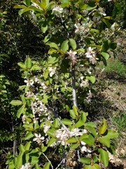 Prunus subcordata