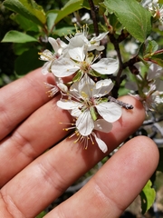 Prunus subcordata