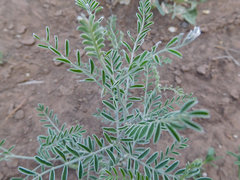 Sophora nuttalliana