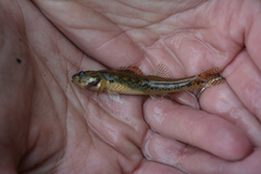 Etheostoma exile