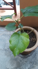Morus nigra