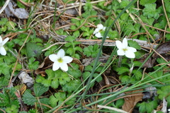 Ellisiophyllum pinnatum