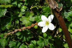 Ellisiophyllum pinnatum