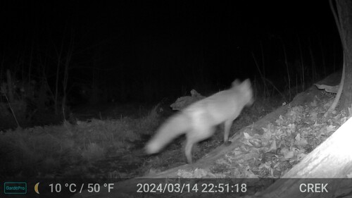 Red Fox photographed in West Virginia