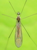 Gonomyia - Photo (c) Stephen Luk, some rights reserved (CC BY-NC), uploaded by Stephen Luk