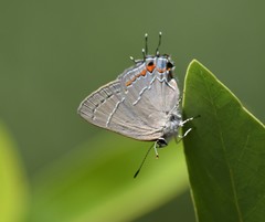 Satyrium favonius