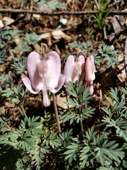 Dicentra pauciflora