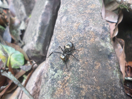 Shimmering Golden Sugar ant