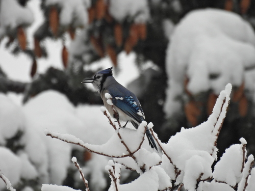 Blue Jay photographed in Colorado