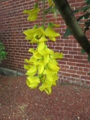 Laburnum