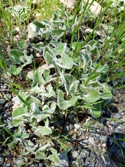 Calystegia malacophylla malacophylla