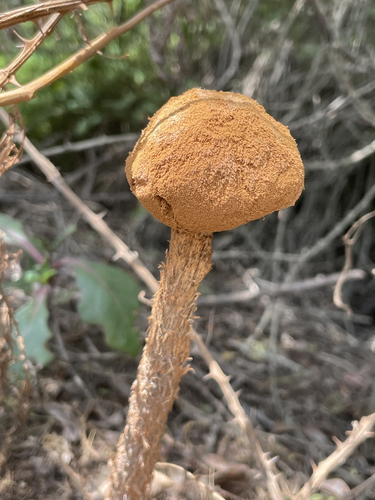 Battarrea phalloides · March 2024 · photo: © cisnerosheredia (iNaturalist, cc-by)