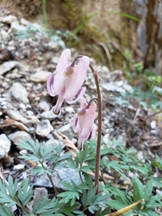 Dicentra pauciflora