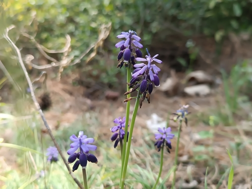 Muscari neglectum