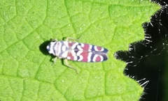 Agrosoma placetis