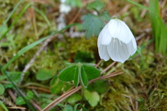 Oxalis griffithii