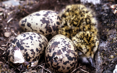 Grey Plover photo 6