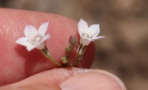 Image of Saltugilia australis by (c) Millie Basden, some rights reserved (CC BY)