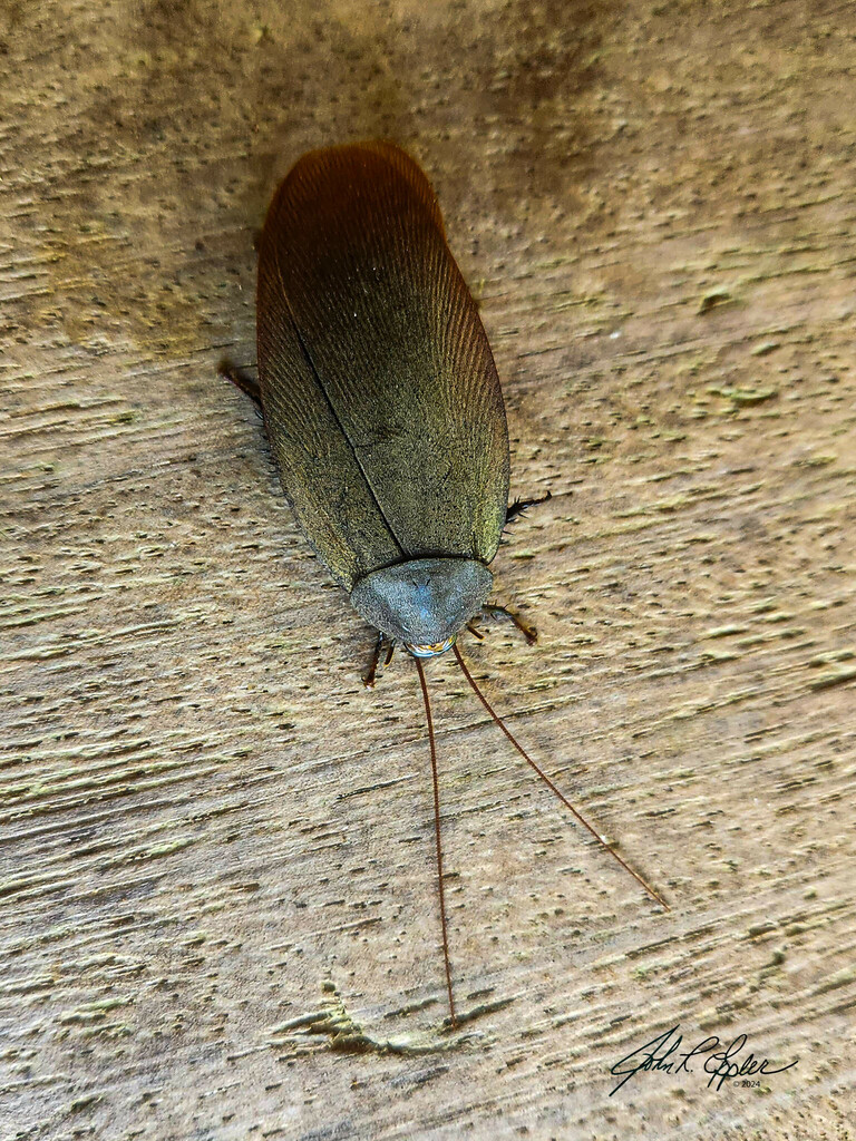Giant and Wood Cockroaches from Provincia de Puntarenas, Puerto Jiménez ...