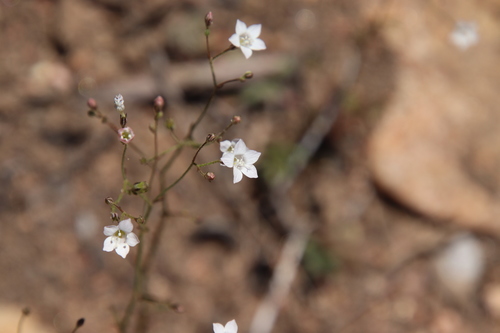 Image of Saltugilia australis by (c) Millie Basden, some rights reserved (CC BY)