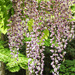 Japanese Wisteria - Photo (c) 104623964081378888743, some rights reserved (CC BY-NC), uploaded by 104623964081378888743