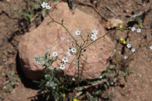 Image of Saltugilia australis by (c) Millie Basden, some rights reserved (CC BY)