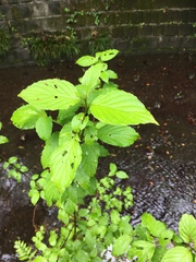 Cornus macrophylla